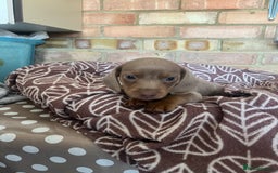 Dachshund dogs for sale: 8 weeks mini daxies - Image 4
