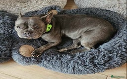 French Bulldog dogs for sale: Rehoming Our Beautiful Girl - Image 4