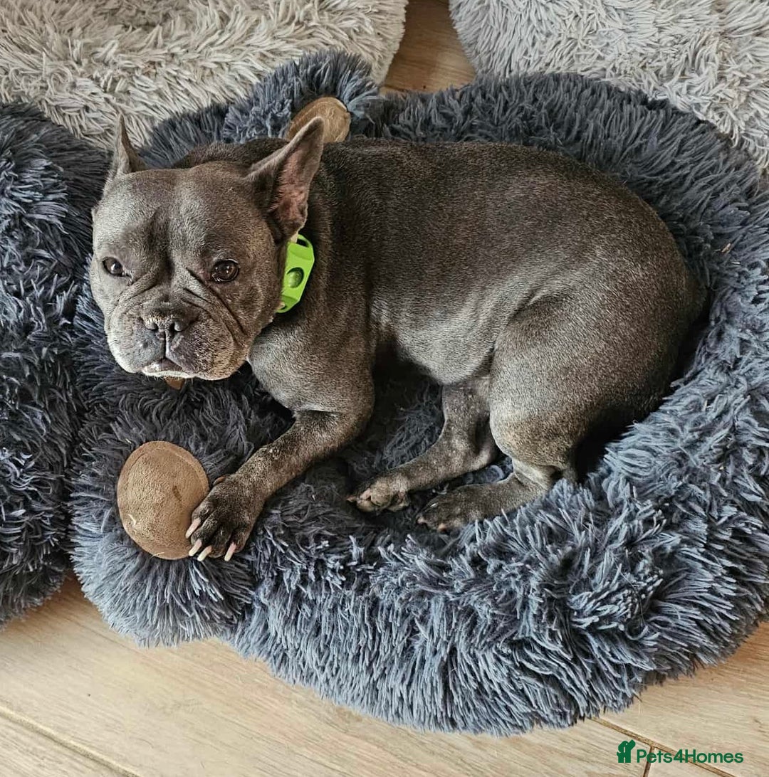 French Bulldog dogs for sale: Rehoming Our Beautiful Girl - Image 4