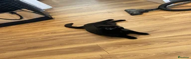 Domestic Shorthair 1