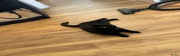 Domestic Shorthair cats for sale: Two beautiful sisters who need a loving home.  - Advert 3
