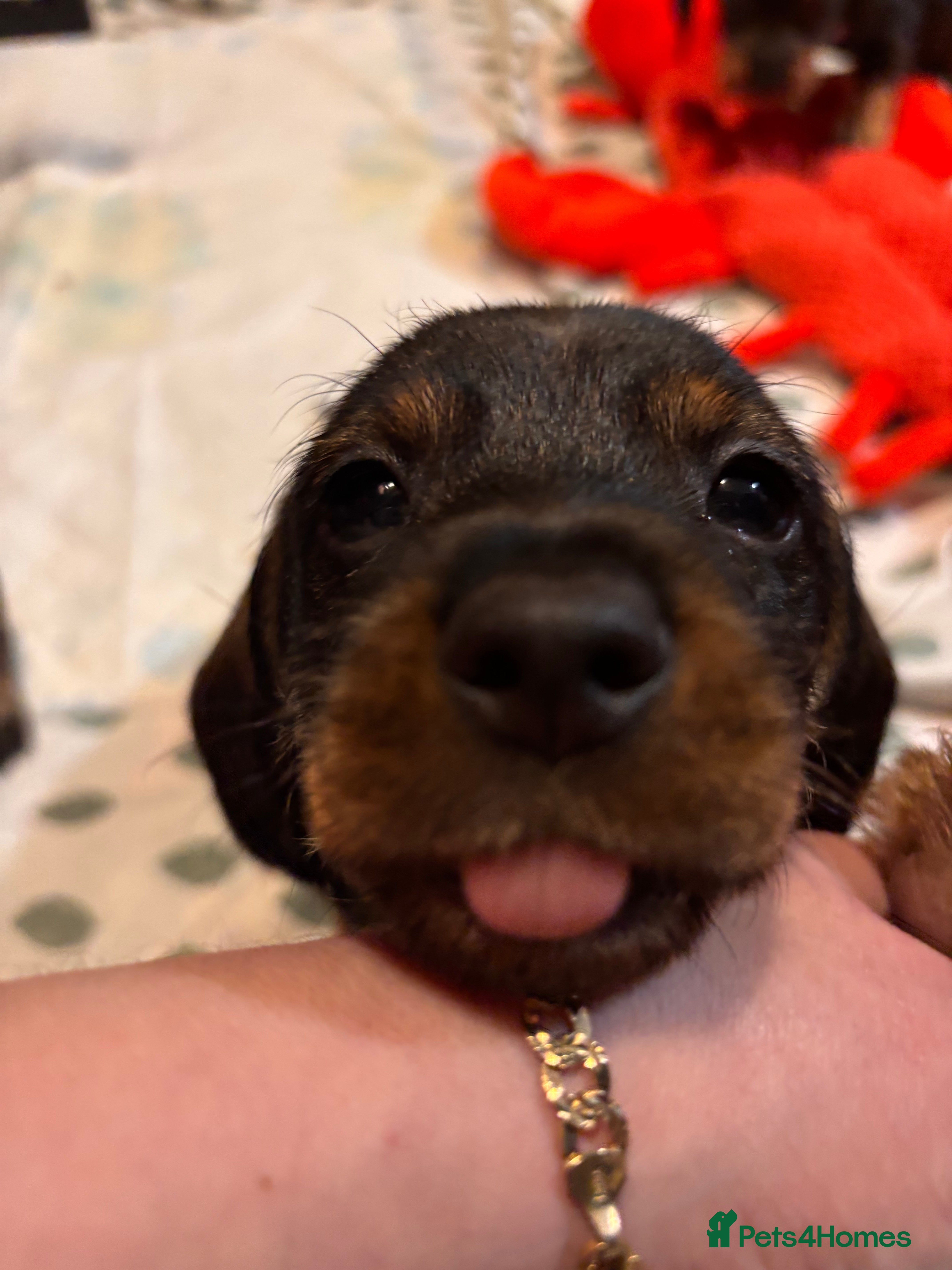 Dachshund dogs Wirehaired dachshund puppies  - Advert 7