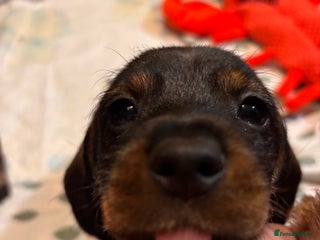 Dachshund dogs Wirehaired dachshund puppies - Advert 8
