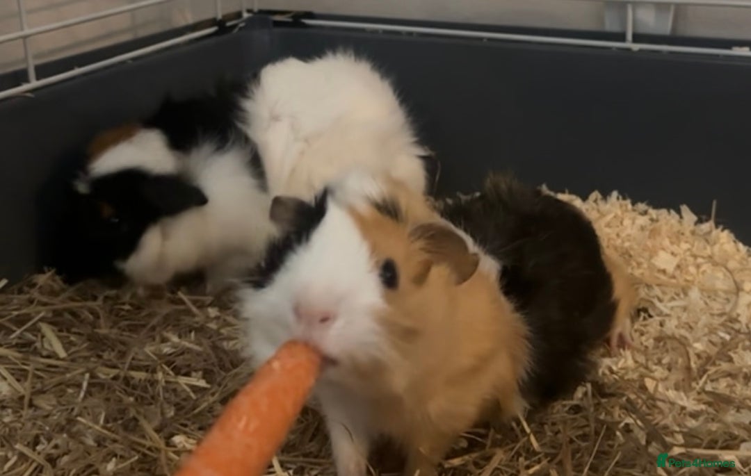 Guinea Pig rodents for sale: Must go to a loving home together  - Image 2