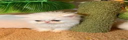 Persian cats for sale: cute Persian kittens looking for a home  in Hounslow - Advert 35