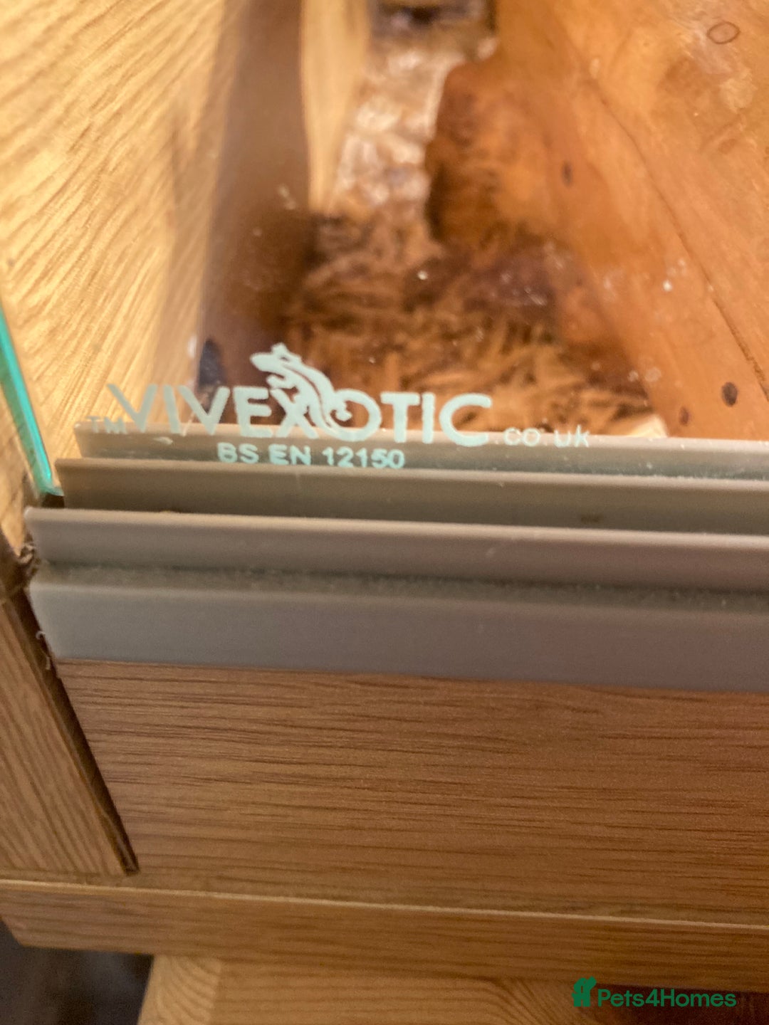 Leopard Gecko reptiles for sale: Leopard gecko and vivarium plus hides  - Image 4