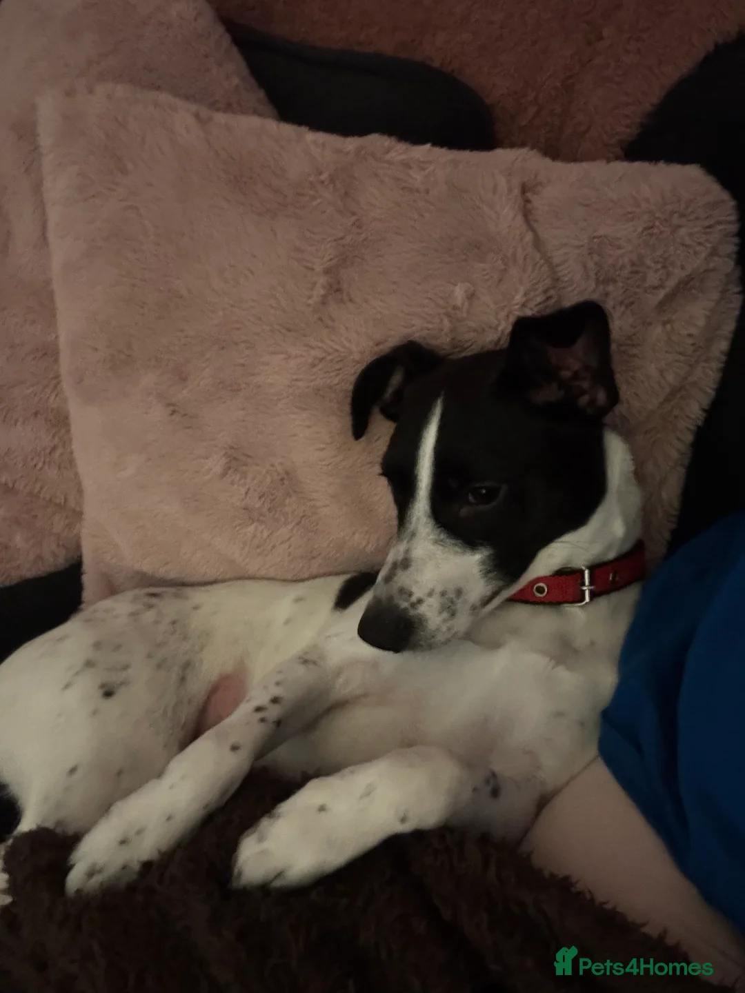 Mixed Breed dogs for sale: Please help Benny - Advert 9