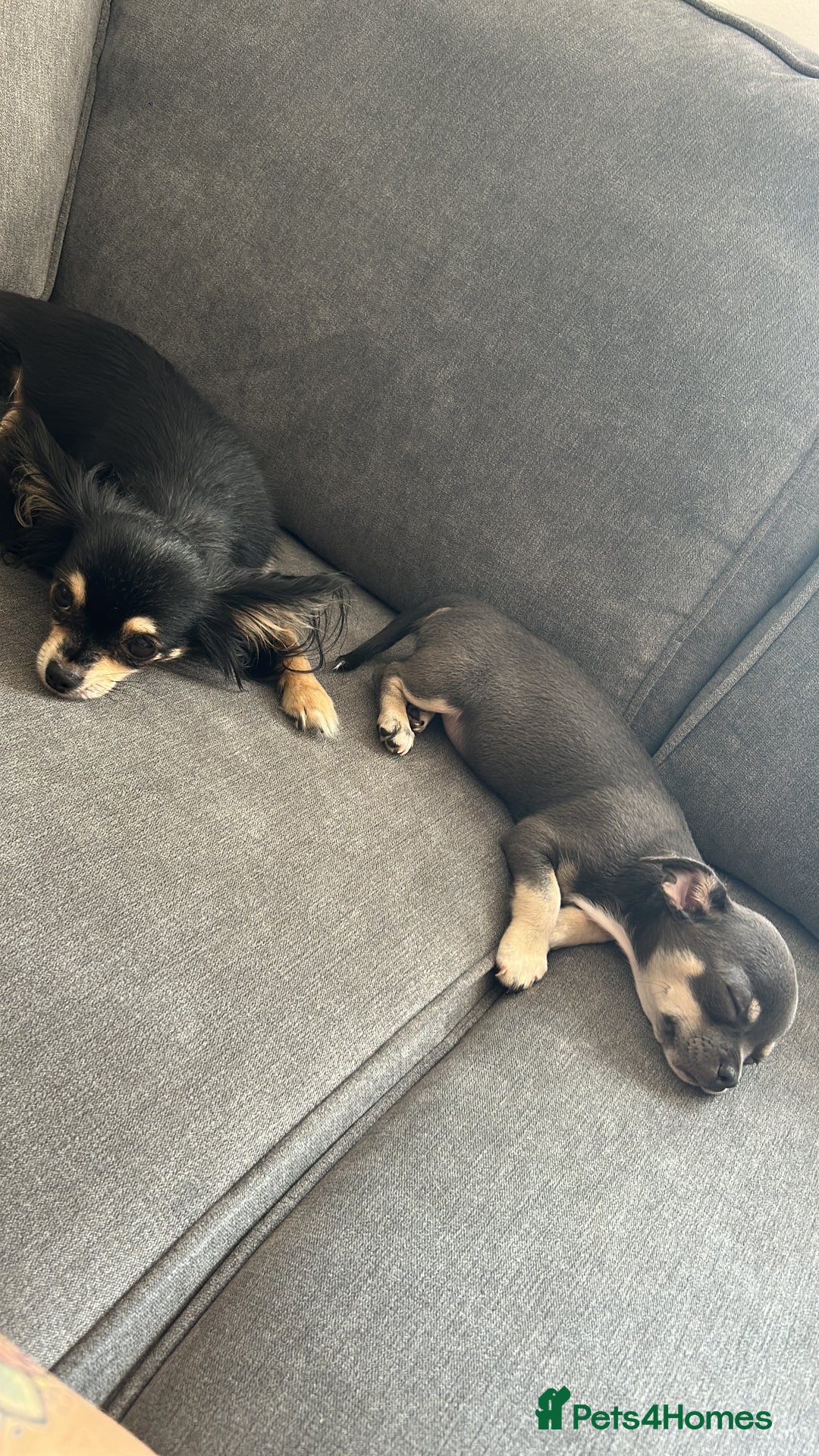 Chihuahua dogs for sale: Beautiful blue tri chihuahua girl - Image 5