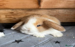 Mini Lop rabbits for sale: 2 beautiful pure mini lop babies - Image 3