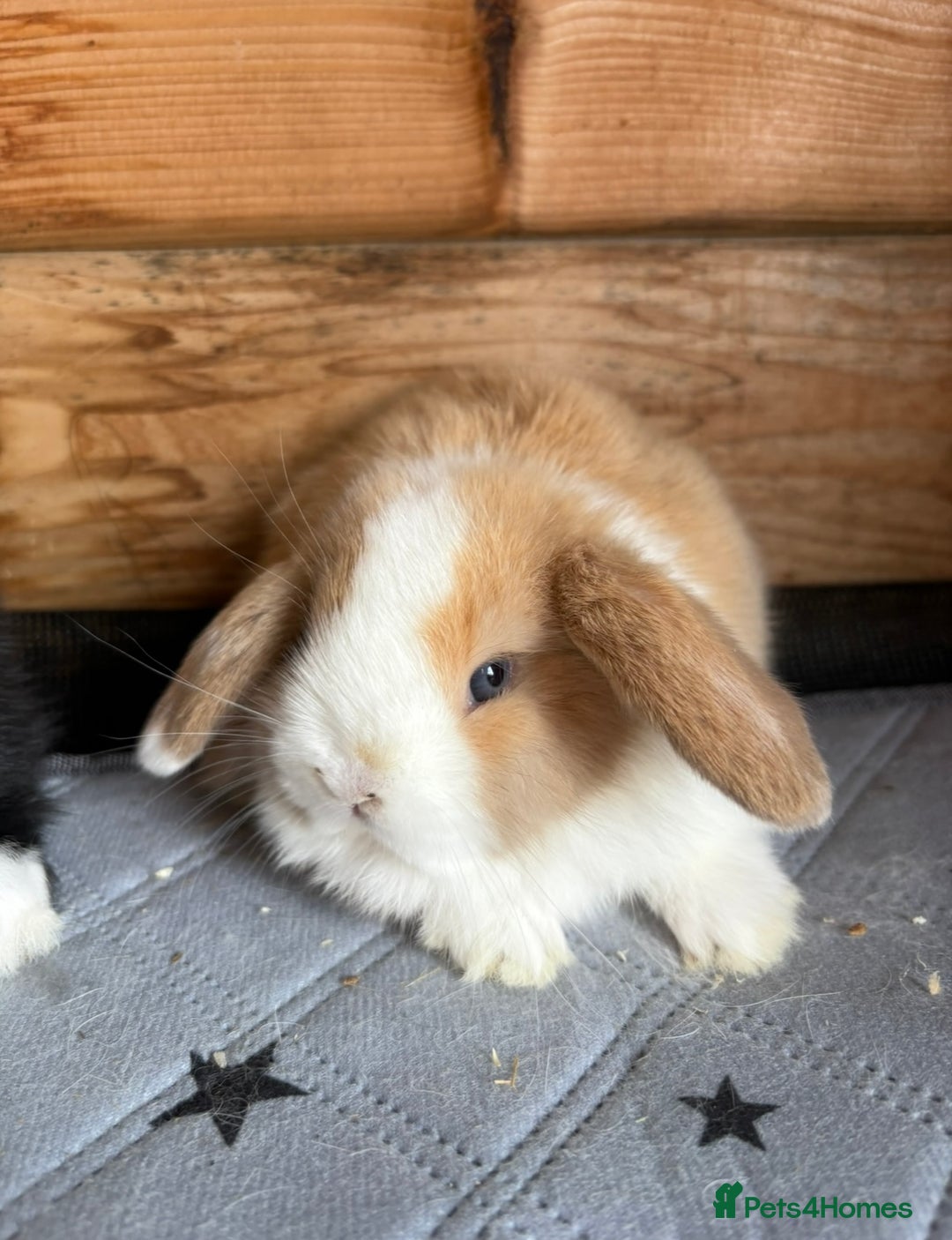 Mini Lop rabbits for sale: 2 beautiful pure mini lop babies - Image 3