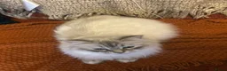 Siberian cats for sale: Siberian Neva Masquerade kittens  - Advert 1