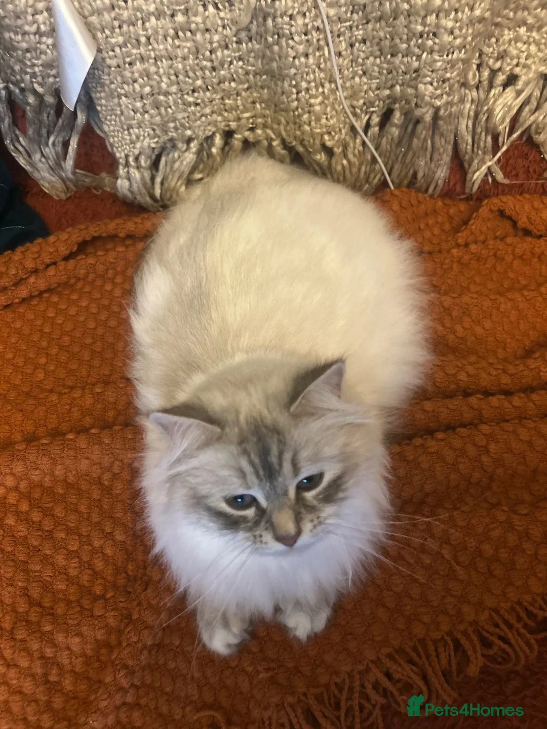Siberian cats for sale: Siberian Neva Masquerade kittens  - Advert 1