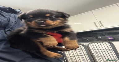 Rottweiler dogs - Advert 7
