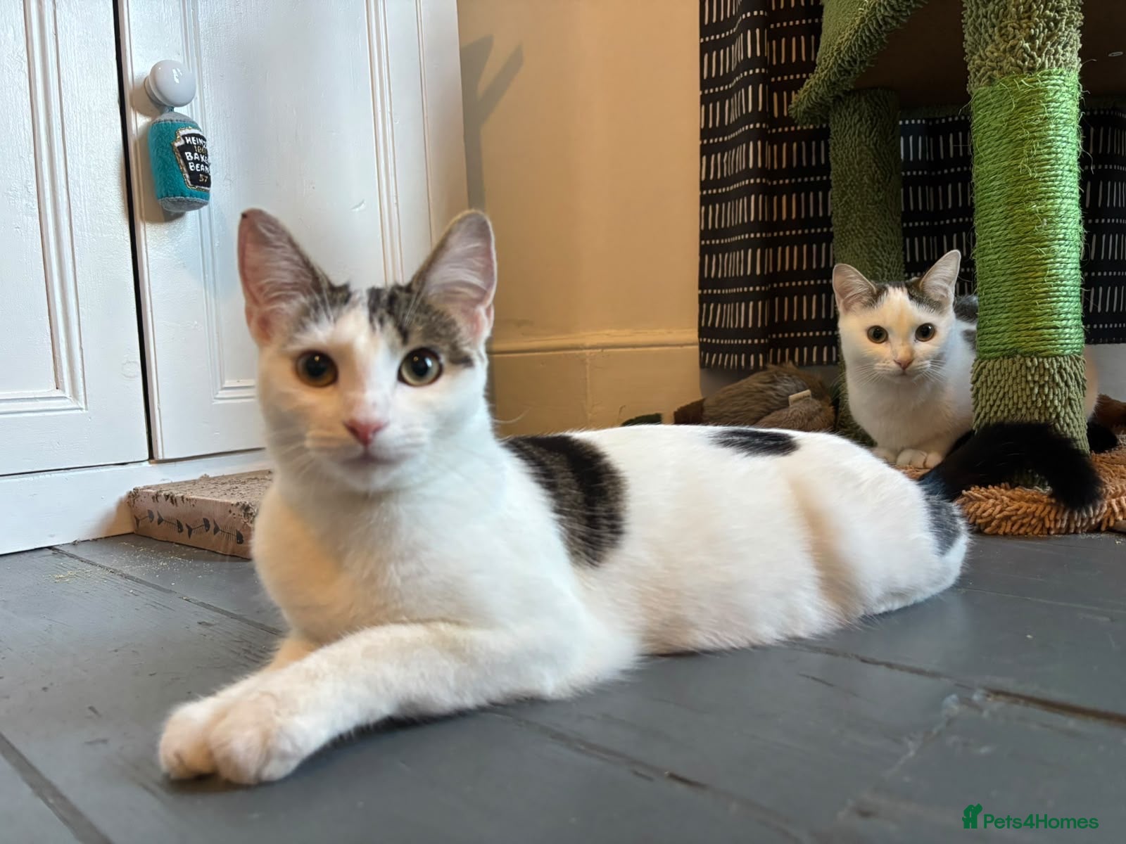Domestic Shorthair cats Jasmine & Rose - Adopt Cats in Crisis East Ldn - Advert 5