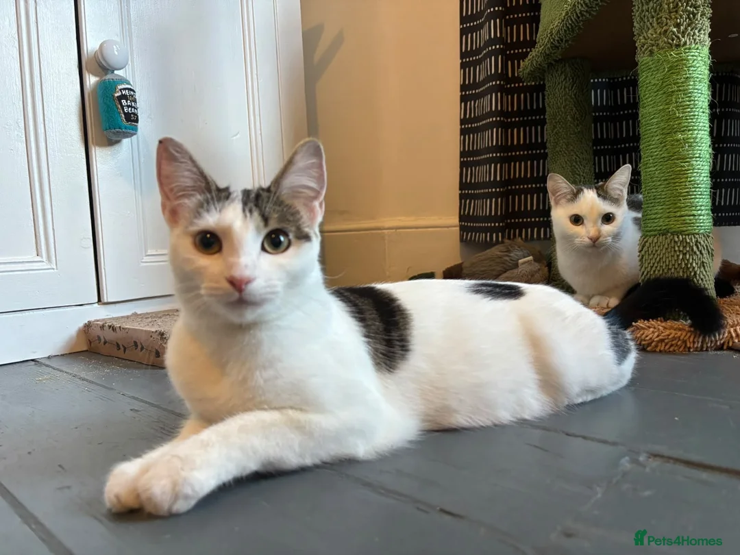Domestic Shorthair cats for adoption: Jasmine & Rose - Adopt Cats in Crisis East Ldn - Advert 1