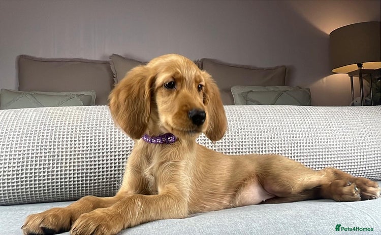 Goldendoodle dogs - Advert 7