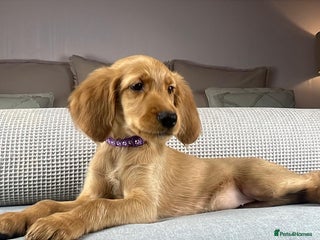 Goldendoodle dogs Hereditary clear mum. Fully hip elbow and DNA Dad. - Advert 5