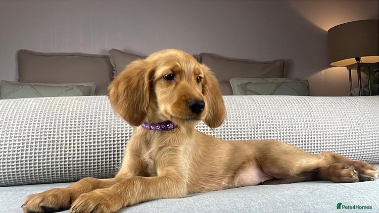 Goldendoodle dogs - Advert 7