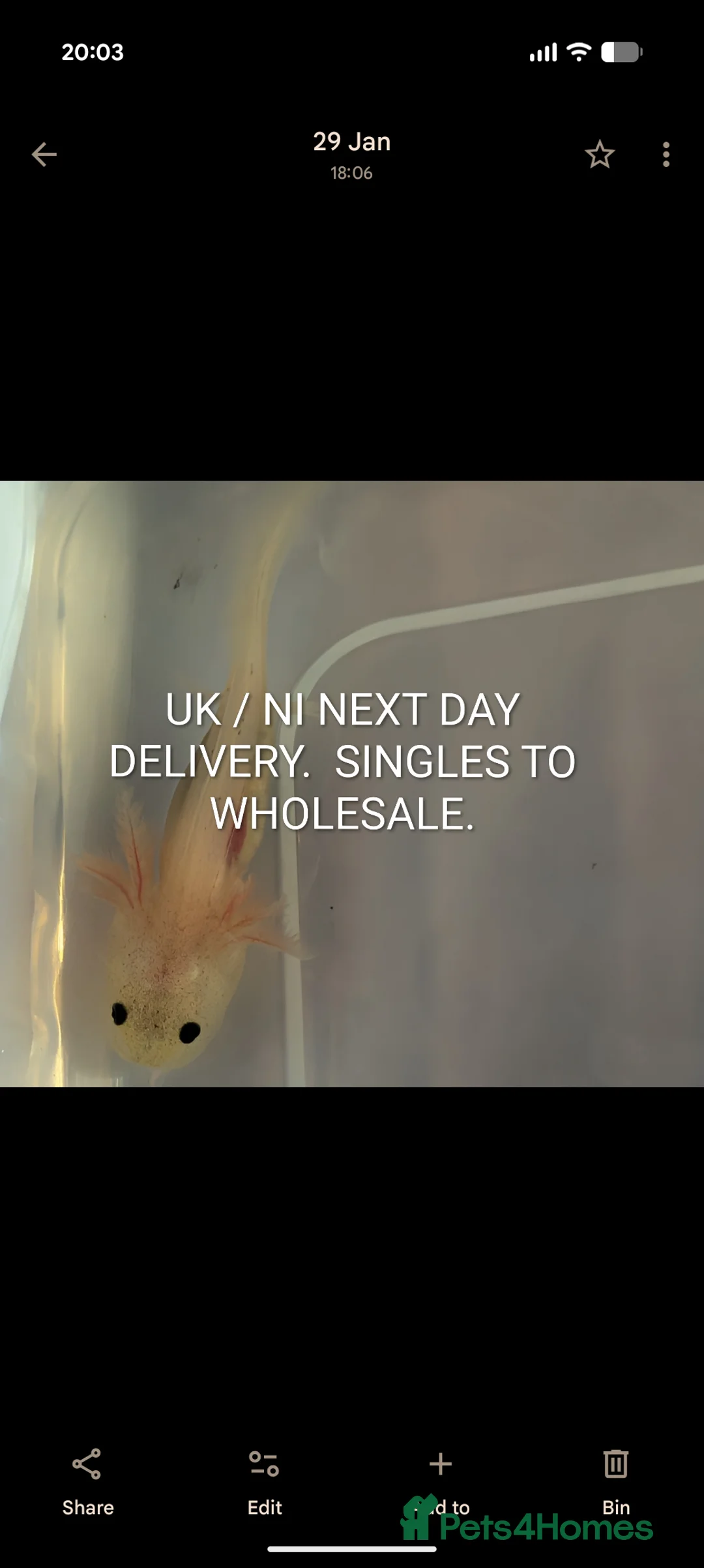 Axolotl reptiles for sale: Baby axolotls available for next day delivery  - Advert 2