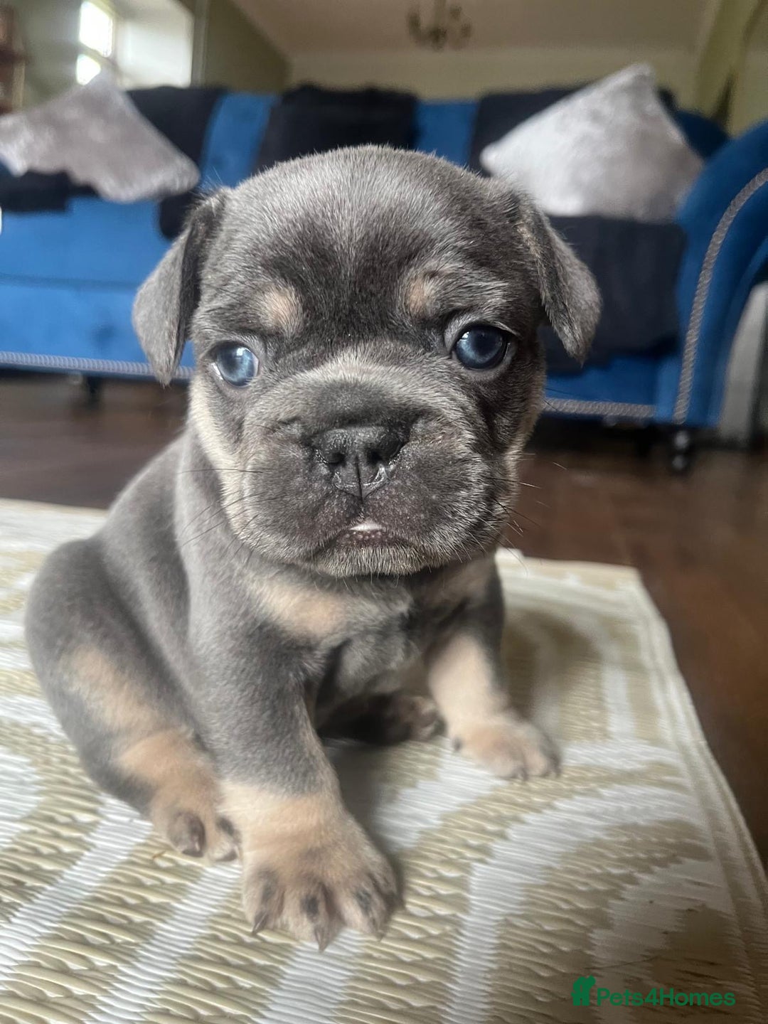 French Bulldog dogs for sale: Stunning litter of French bulldog puppies  - Image 12