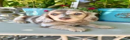 Miniature Dachshund dogs for sale: Chocolate, Cream & Dapple - 5 star Breeder  - Advert 7