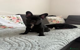 French Bulldog dogs for sale: French Bulldog Puppies 3 Months Old Girl and Boy  - Image 8