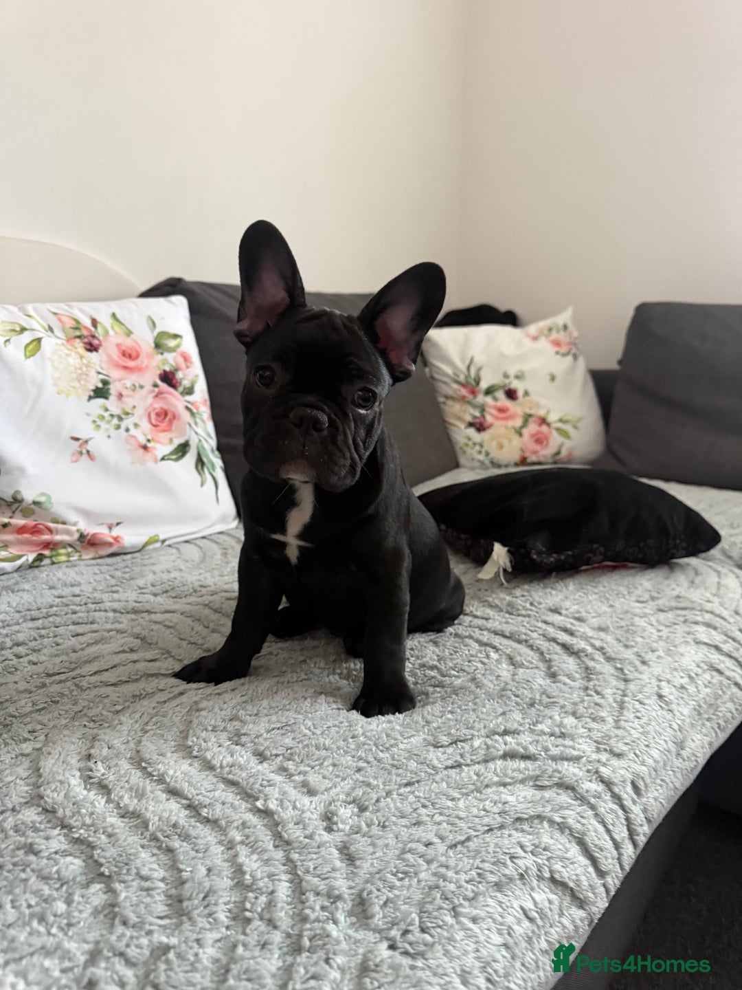 French Bulldog dogs for sale: French Bulldog Puppies 3 Months Old Girl and Boy  - Image 8