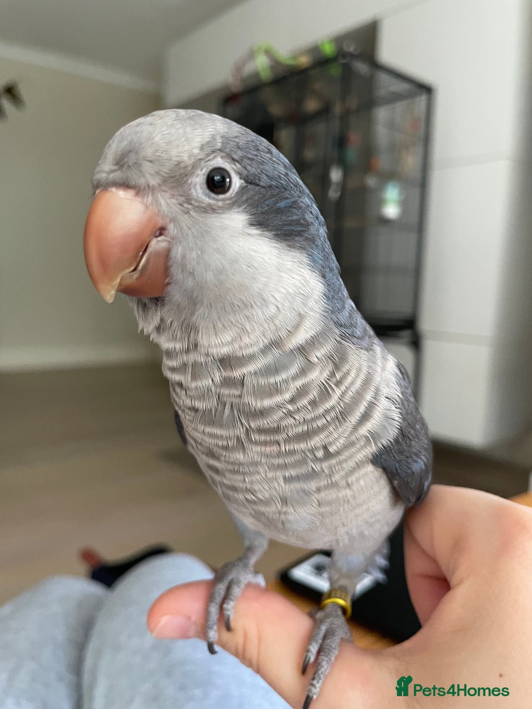 Parrots birds for sale: Tamed Quaker parrot  - Image 2