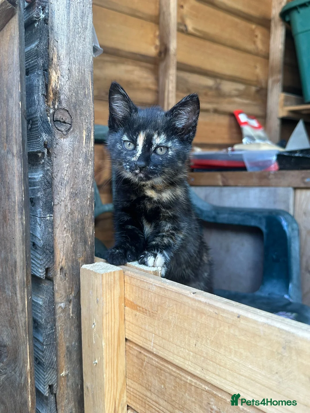Mixed Breed cats for sale: 4 beautiful kittens 8 weeks old today! - Advert 1