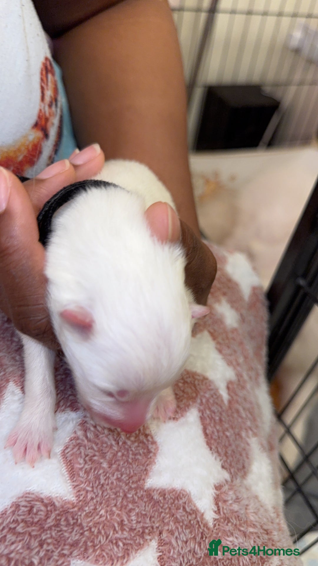 Samoyed dogs for sale: Beautiful Samoyed Pups Ready for a Loving Home  - Advert 24