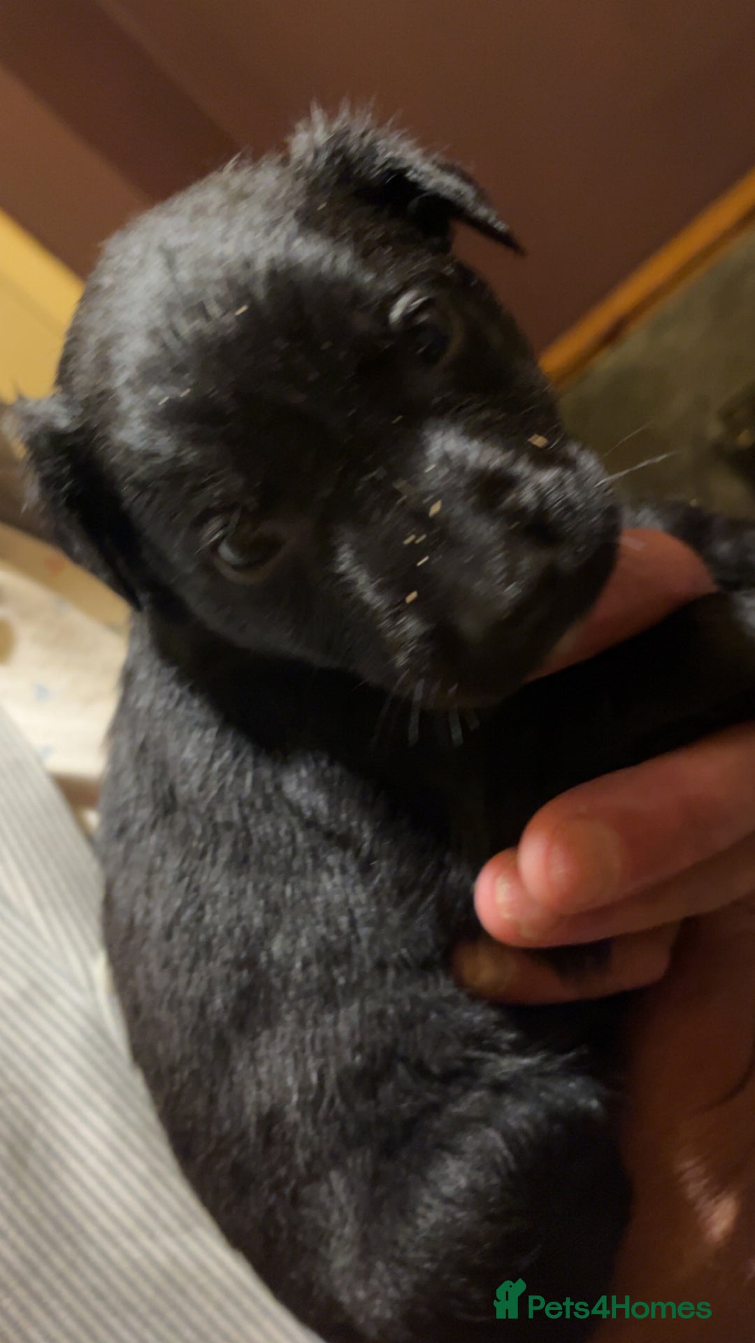 Mixed Breed dogs for sale: 8 puppies available rottweiler x border collie - Image 8