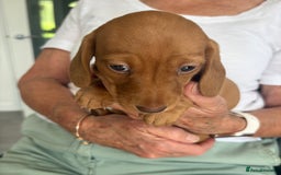 Miniature Dachshund dogs for sale: KC reg PRA clear smooth mini dachshund puppies - Image 21