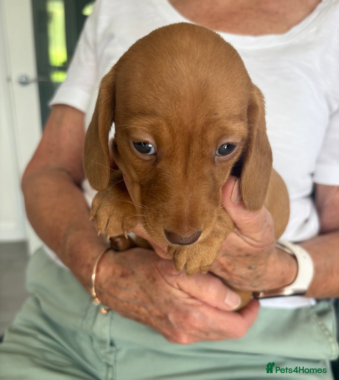 Miniature Dachshund dogs for sale: KC reg PRA clear smooth mini dachshund puppies - Image 21