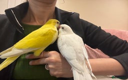 Parrots birds for sale: Hand reared baby quaker - Image 16