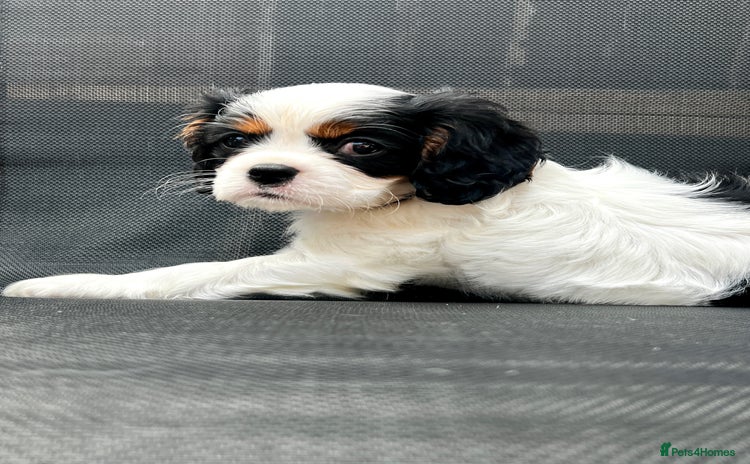 Cavalier King Charles Spaniel dogs - Advert 2