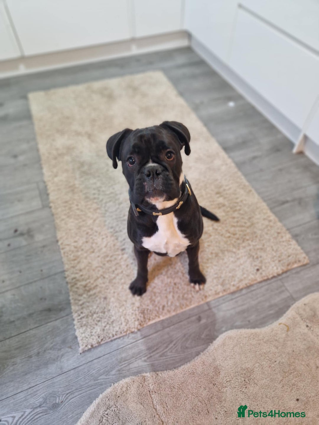 Boxer dogs for sale: sealed boxer girl - Advert 2