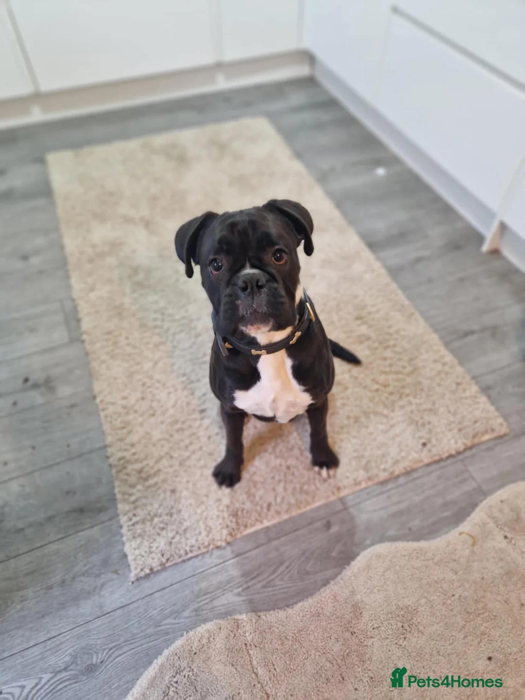 Boxer dogs for sale: sealed boxer girl - Advert 2