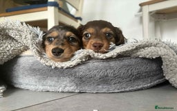 Miniature Dachshund dogs for sale: Long haired mini male dachshunds pups KC reg  - Image 8