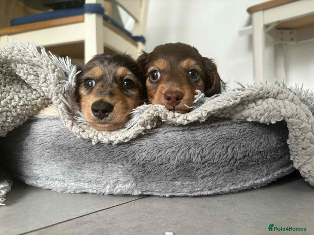 Miniature Dachshund dogs - Advert 1