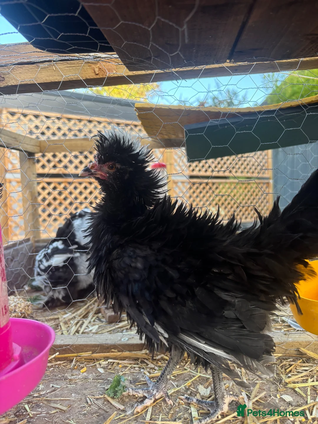 Chickens poultry for sale: 2 Polish Frizzle Bantams & 1 Mottled Java (assumed - Advert 2