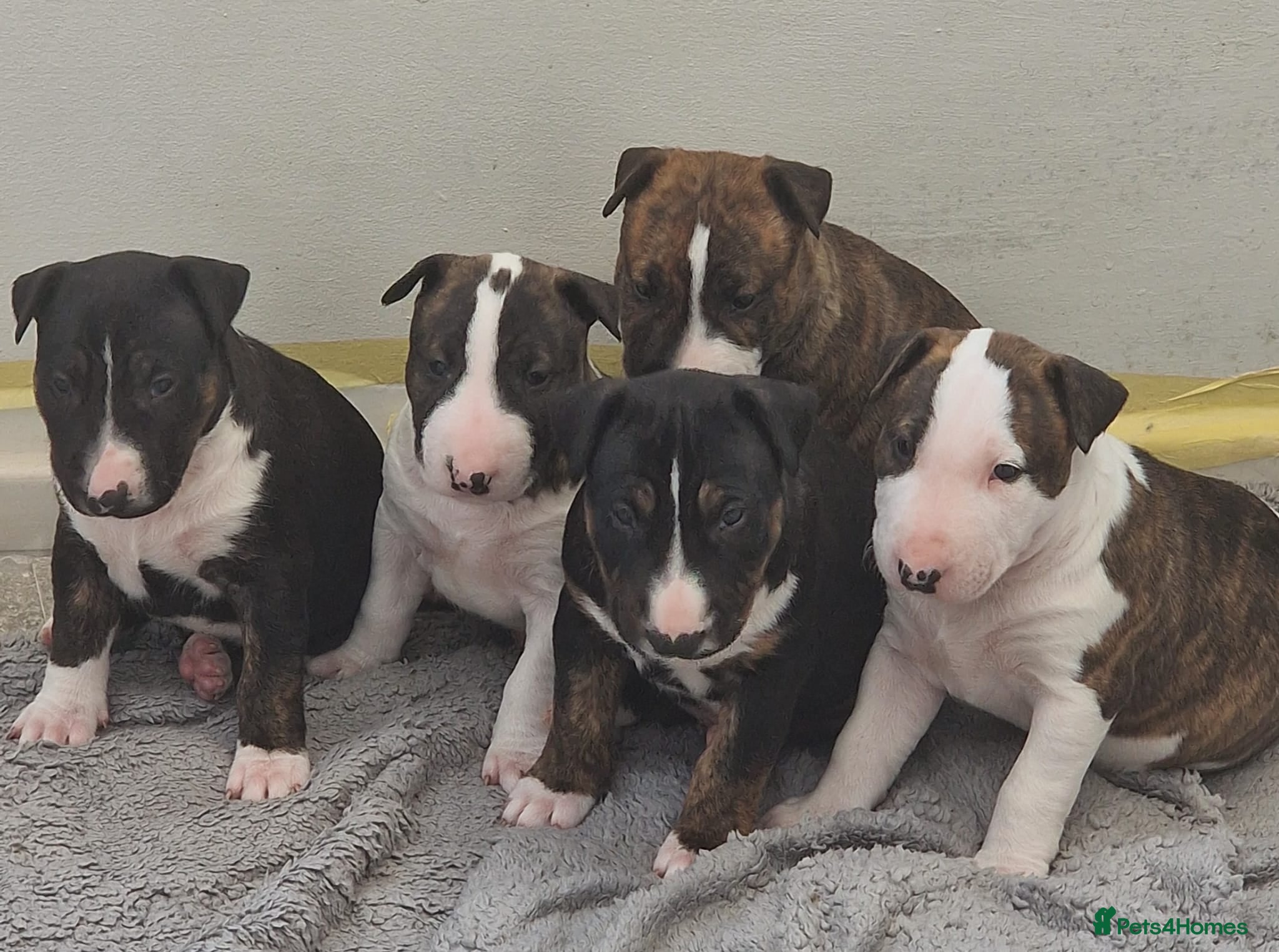 English Bull Terrier dogs for sale: Stunning English bull terrier puppies  - Advert 1
