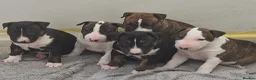 English Bull Terrier dogs for sale: Stunning English bull terrier puppies  - Advert 1