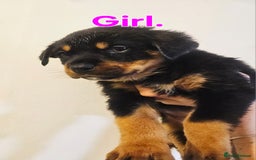 Rottweiler dogs for sale: READY NOW- Beautiful Rottweiler Puppies - Image 28