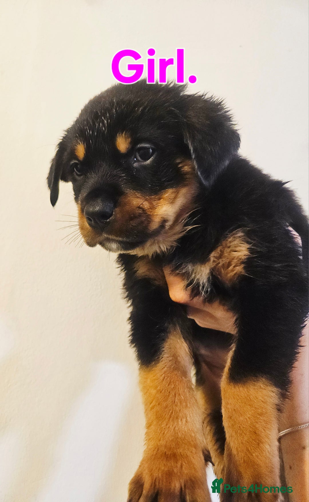Rottweiler dogs for sale: READY NOW- Beautiful Rottweiler Puppies - Image 28