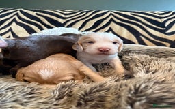 Cocker Spaniel dogs for sale: 4 beautiful cocker spaniels  - Image 4
