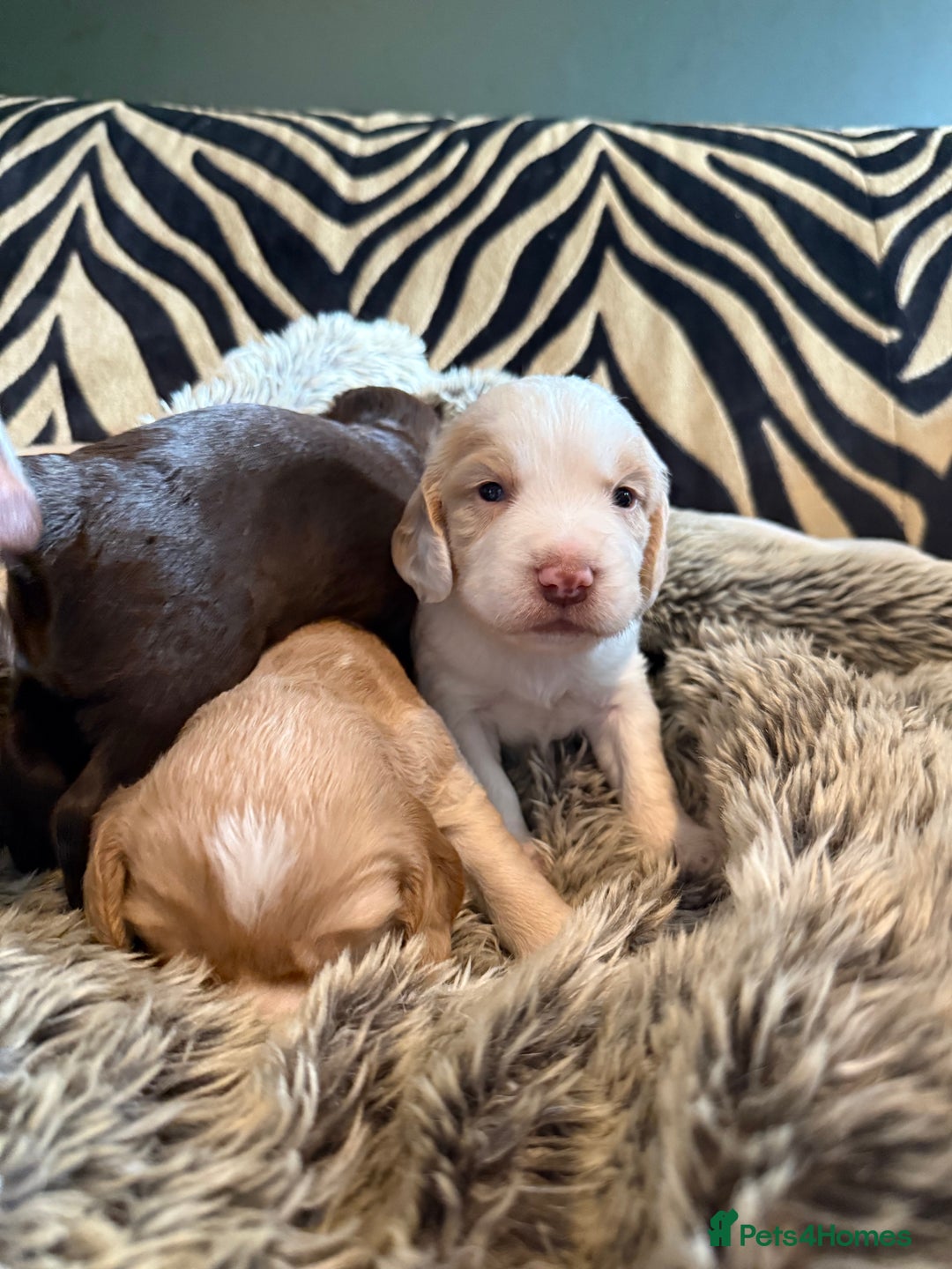 Cocker Spaniel dogs for sale: 4 beautiful cocker spaniels  - Image 4
