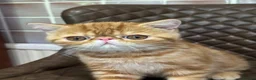 Exotic cats for sale: Hello I’m Humffrey I’m an exotic shorthair  - Advert 8