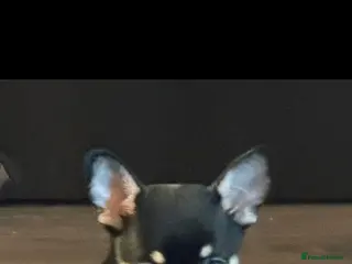 Chihuahua dogs Playful baby boy tri coloured chihuahua - Advert 2