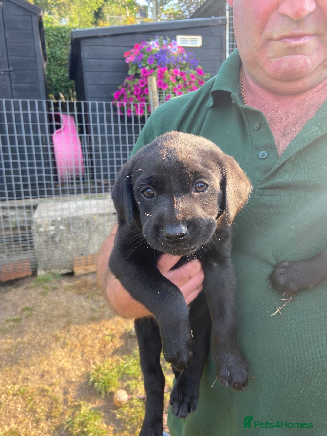 Labrador Retriever dogs for sale: Labrador pups - Image 9