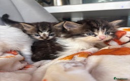 Mixed Breed cats for sale: 4 playful and funny kittens - Advert 3